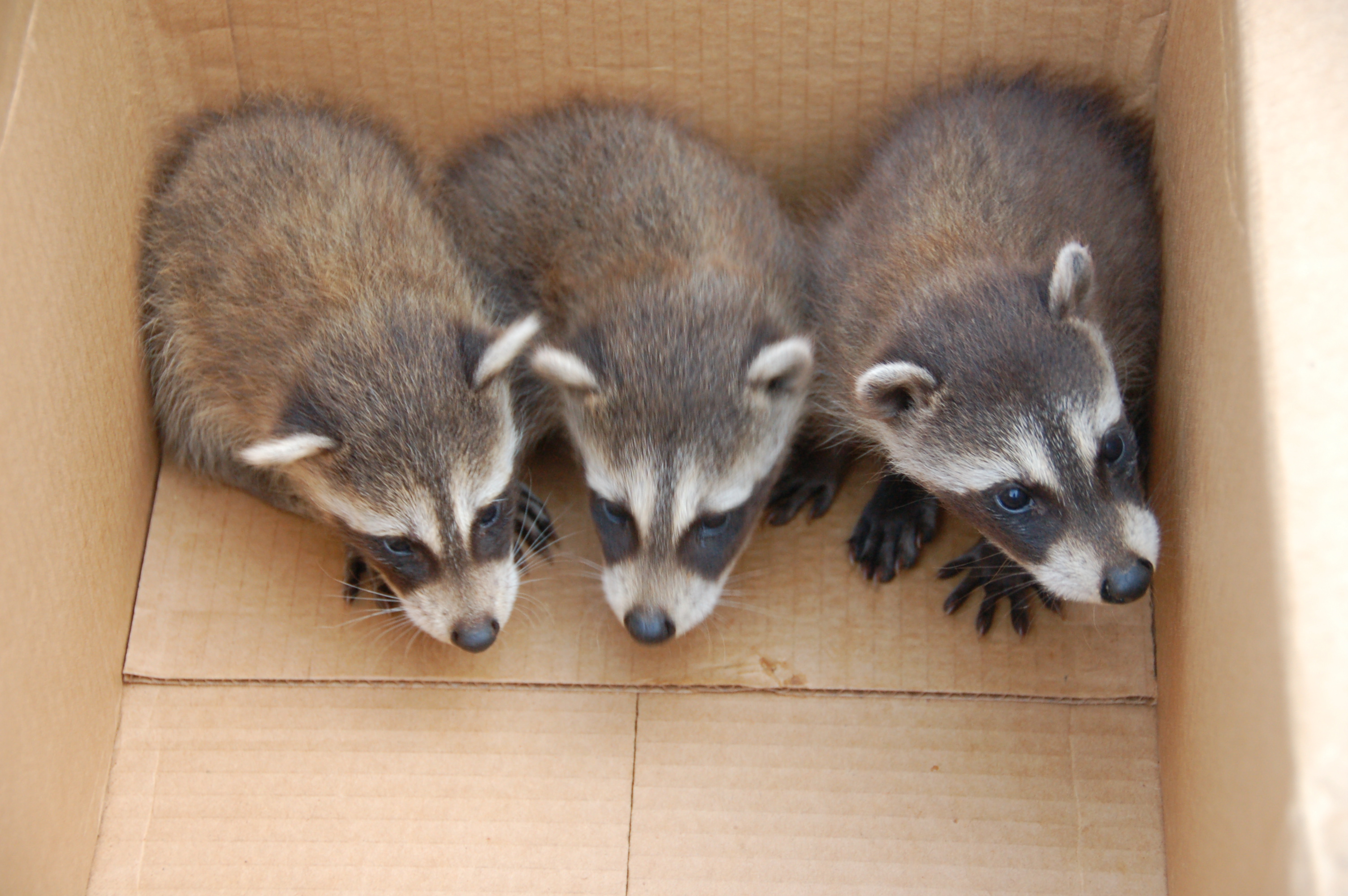 Raccoons