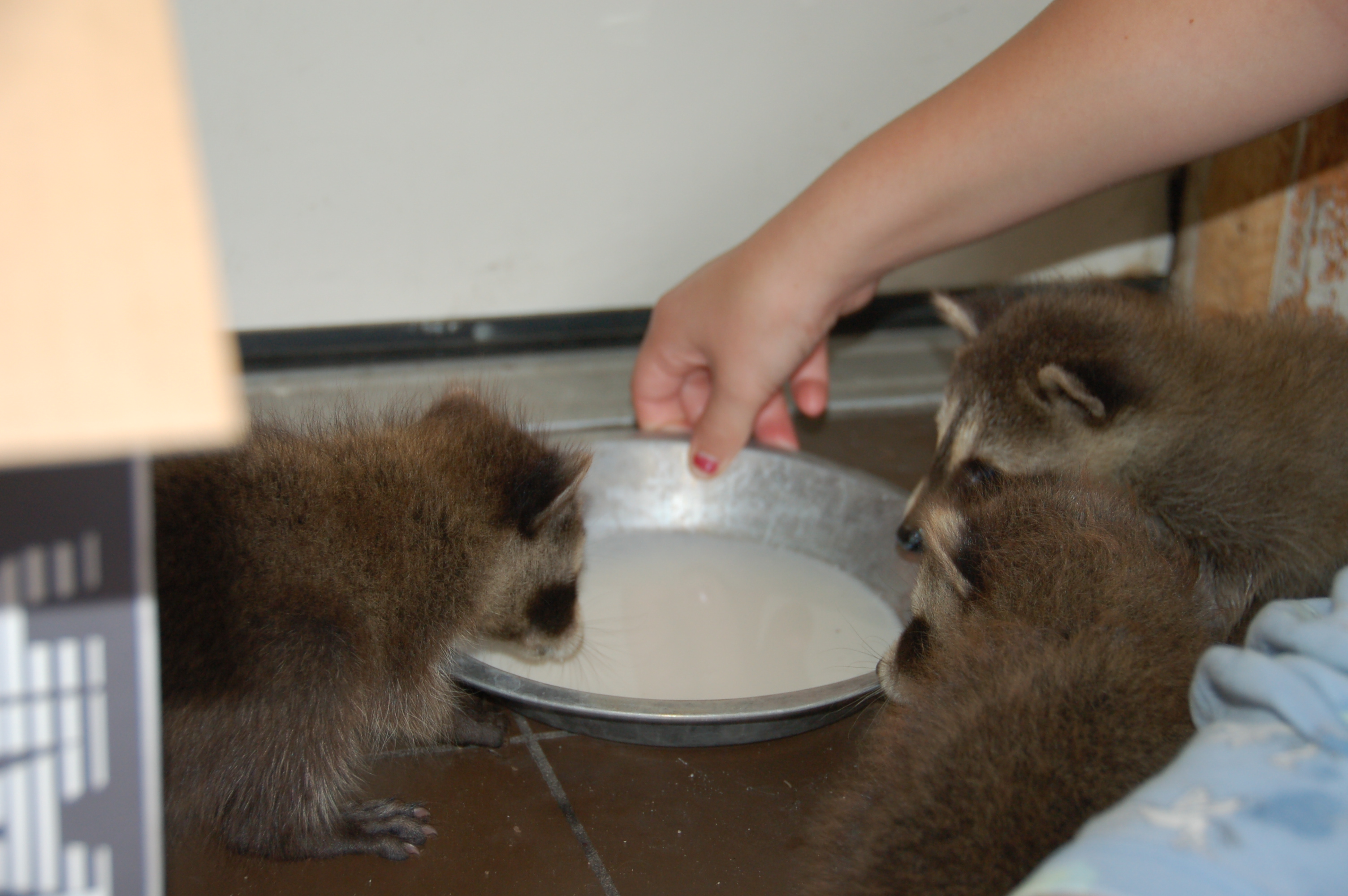 Raccoons