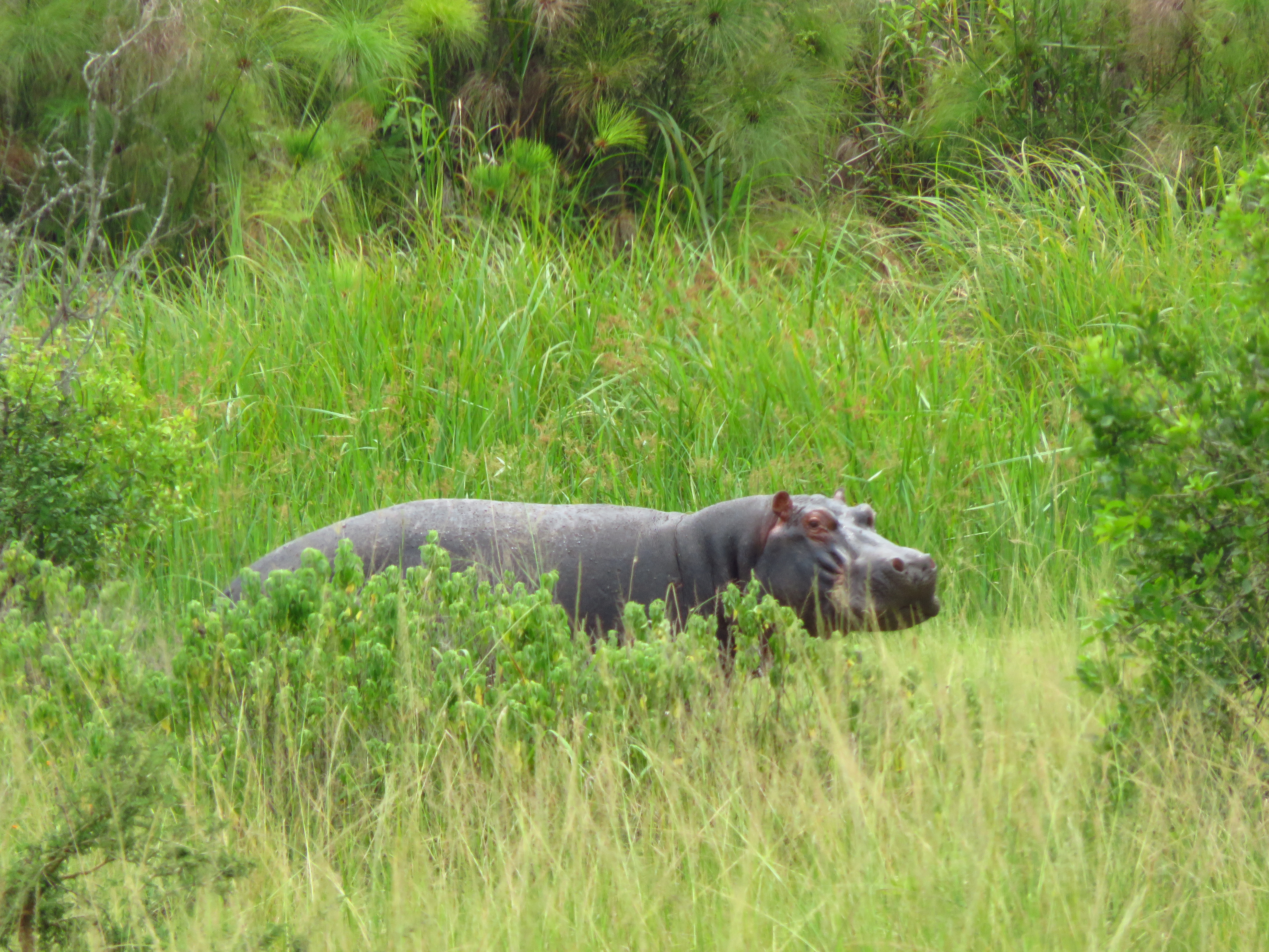 Akagera National Park