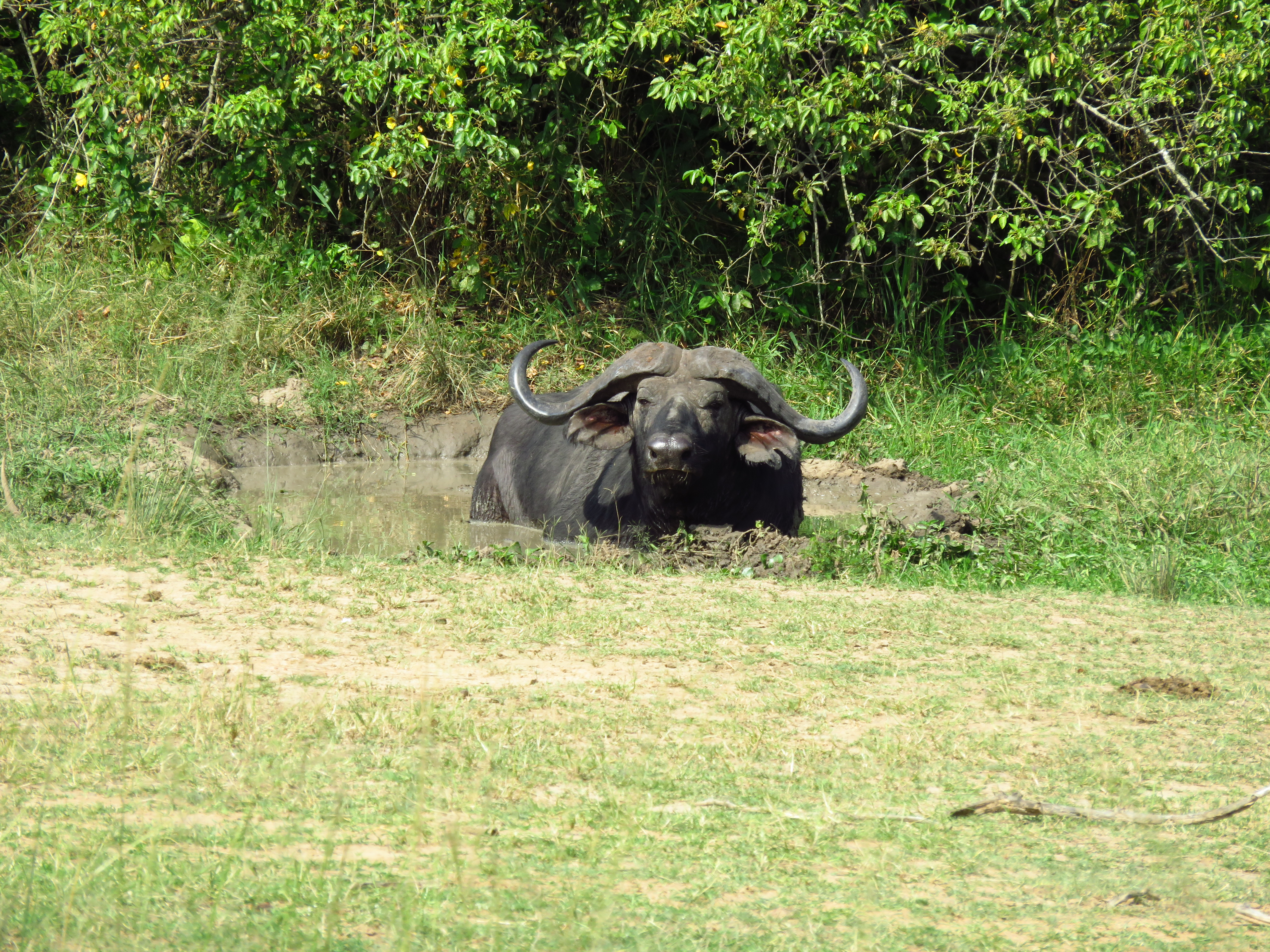 Akagera National Park