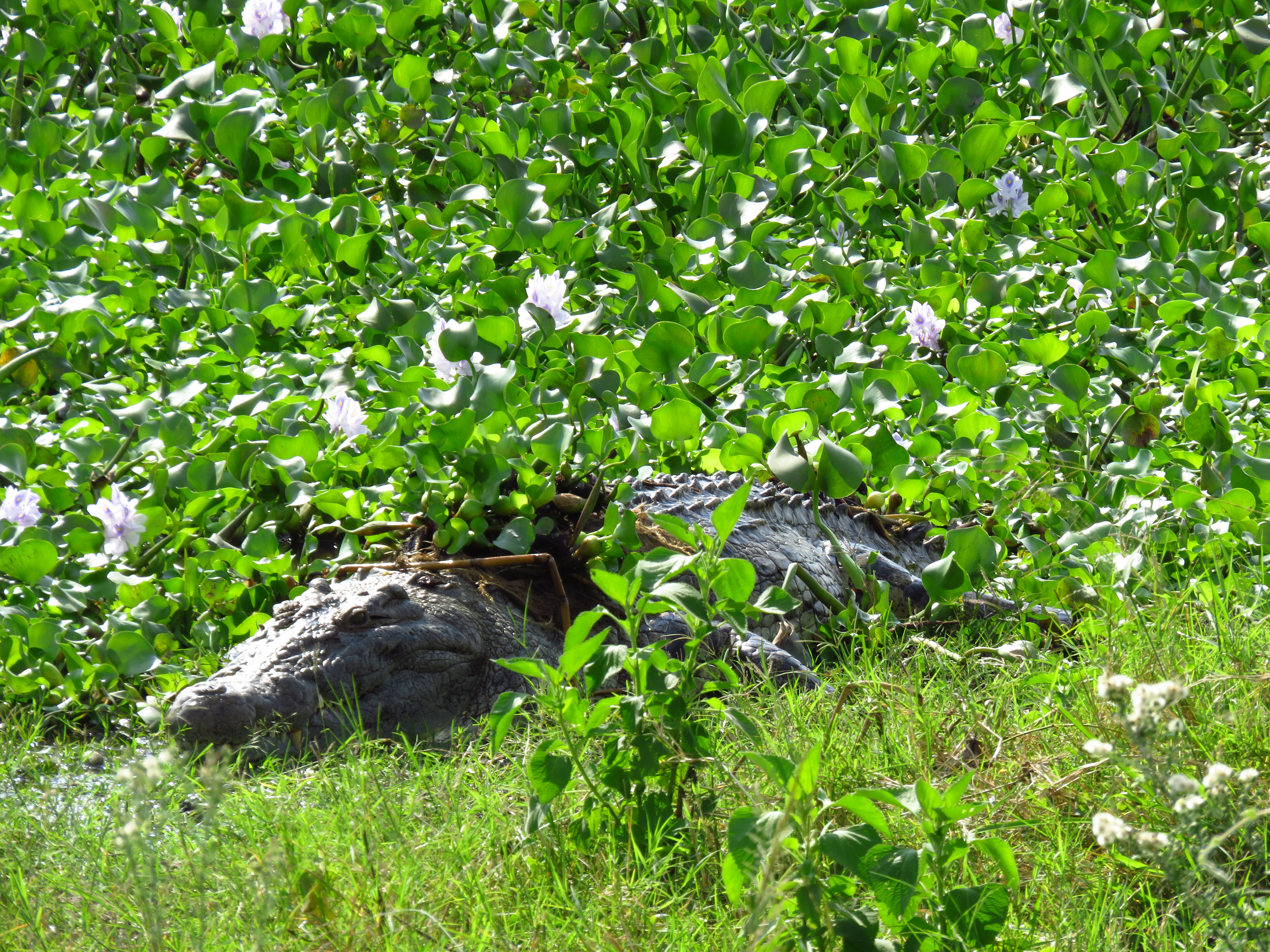 Akagera National Park