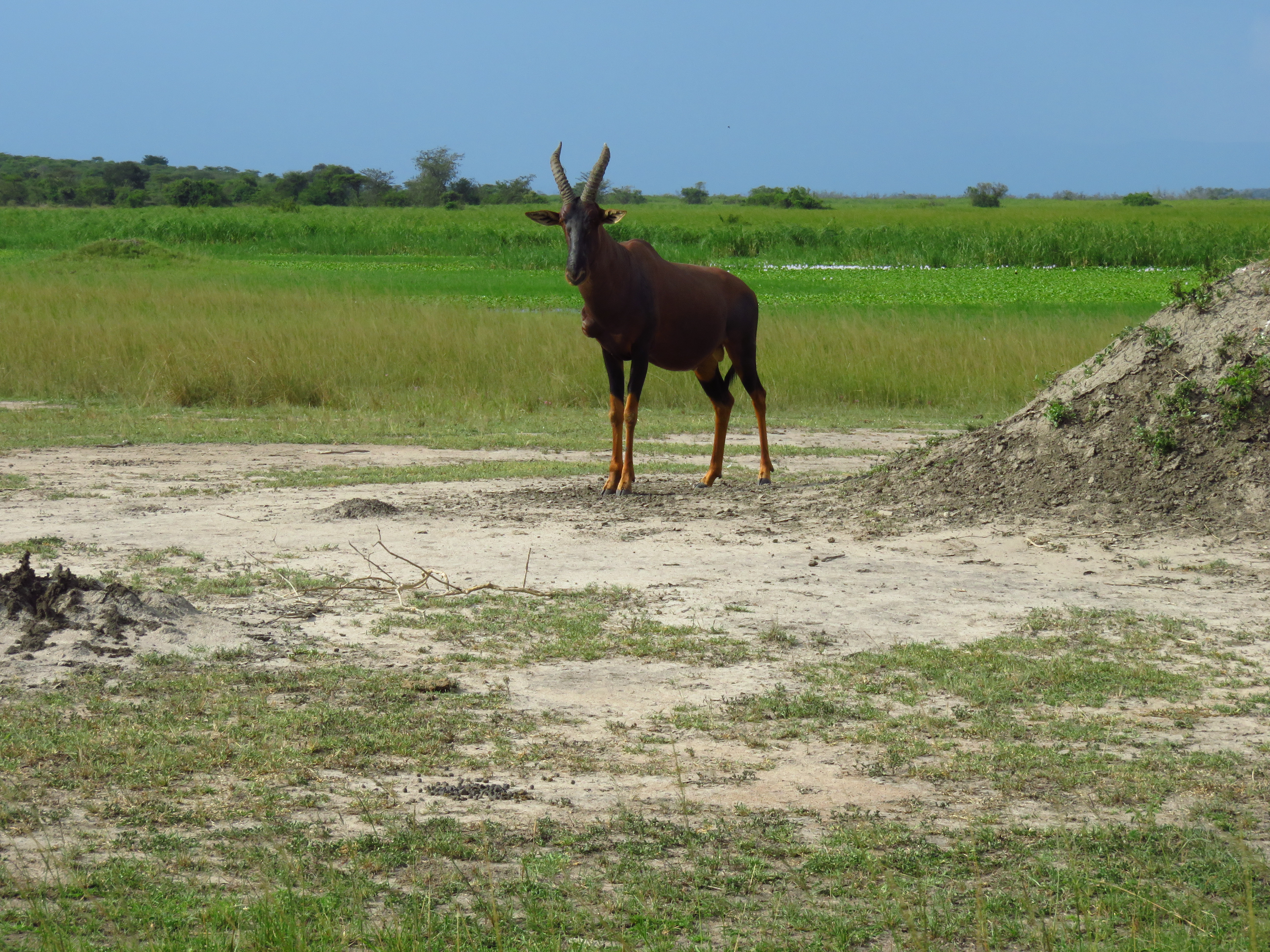 Akagera National Park