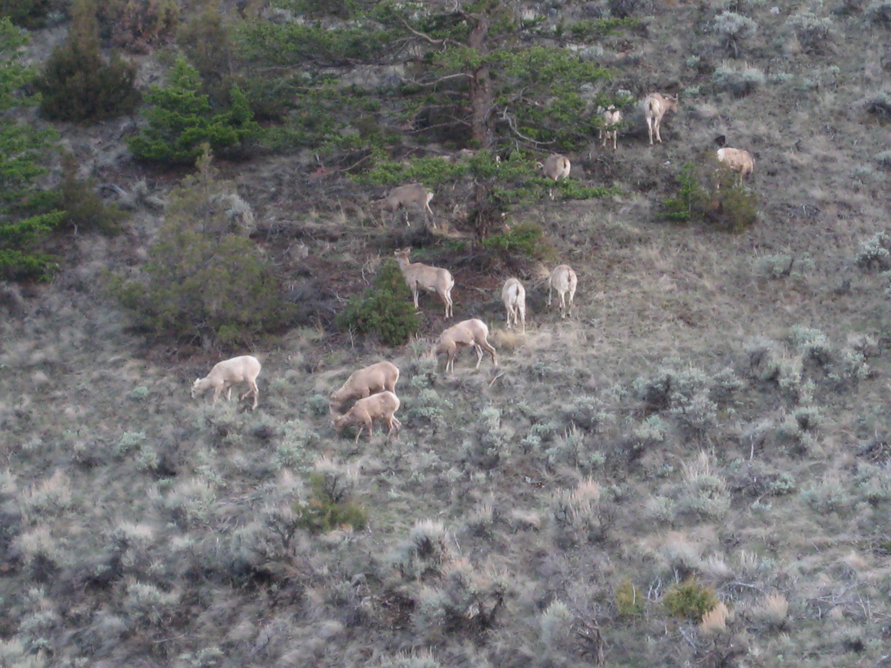 Yellowstone by Air 2011